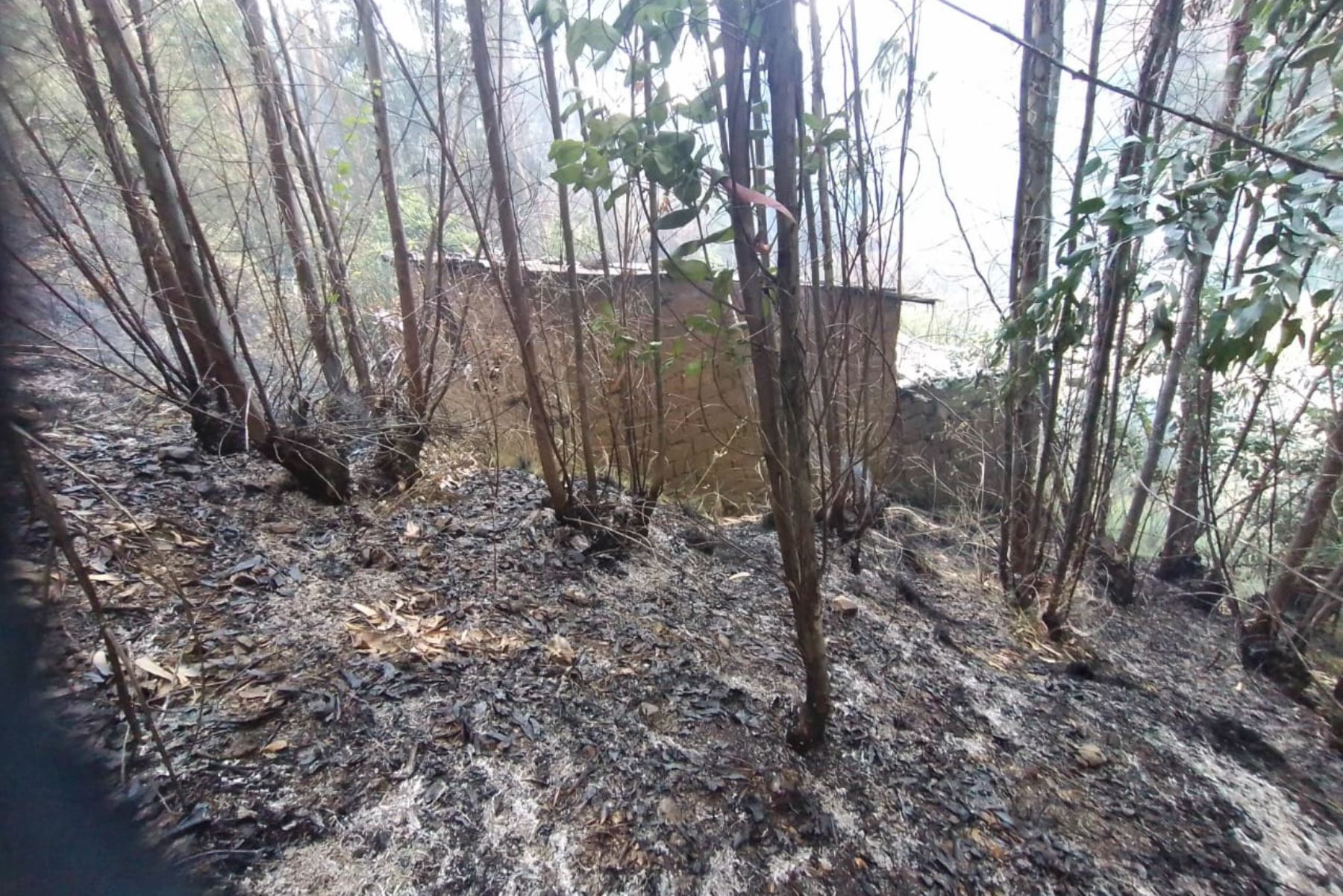 El incendio forestal se registró en el caserío Quillash, en la sierra de la región Áncash.