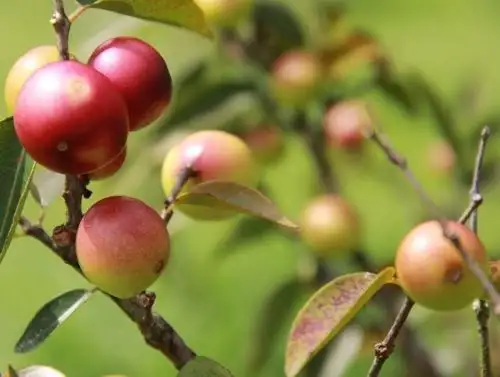 En los últimos cuatro años investigadores del INIA han generado 25 nuevas variedades de cultivos con alto valor genético y una nueva raza de cuy. ANDINA/Difusión