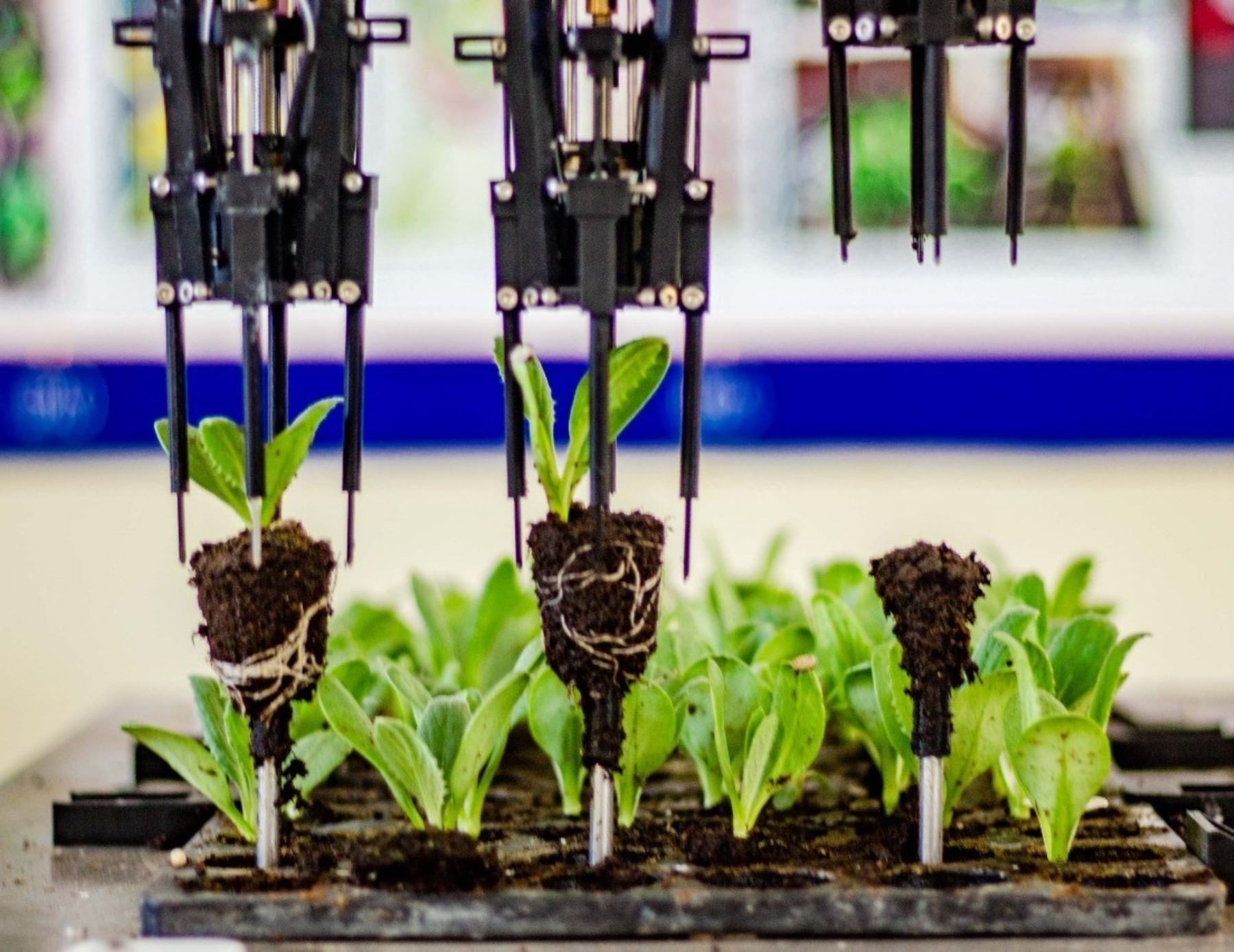 Investigadores de la Universidad Privada Antenor Orrego de Trujillo crearon un nuevo prototipo robot que mejora la siembra de semillas en la agroindustria, una versión mejorada, y con más funciones, del anterior equipo. ANDINA/Difusión