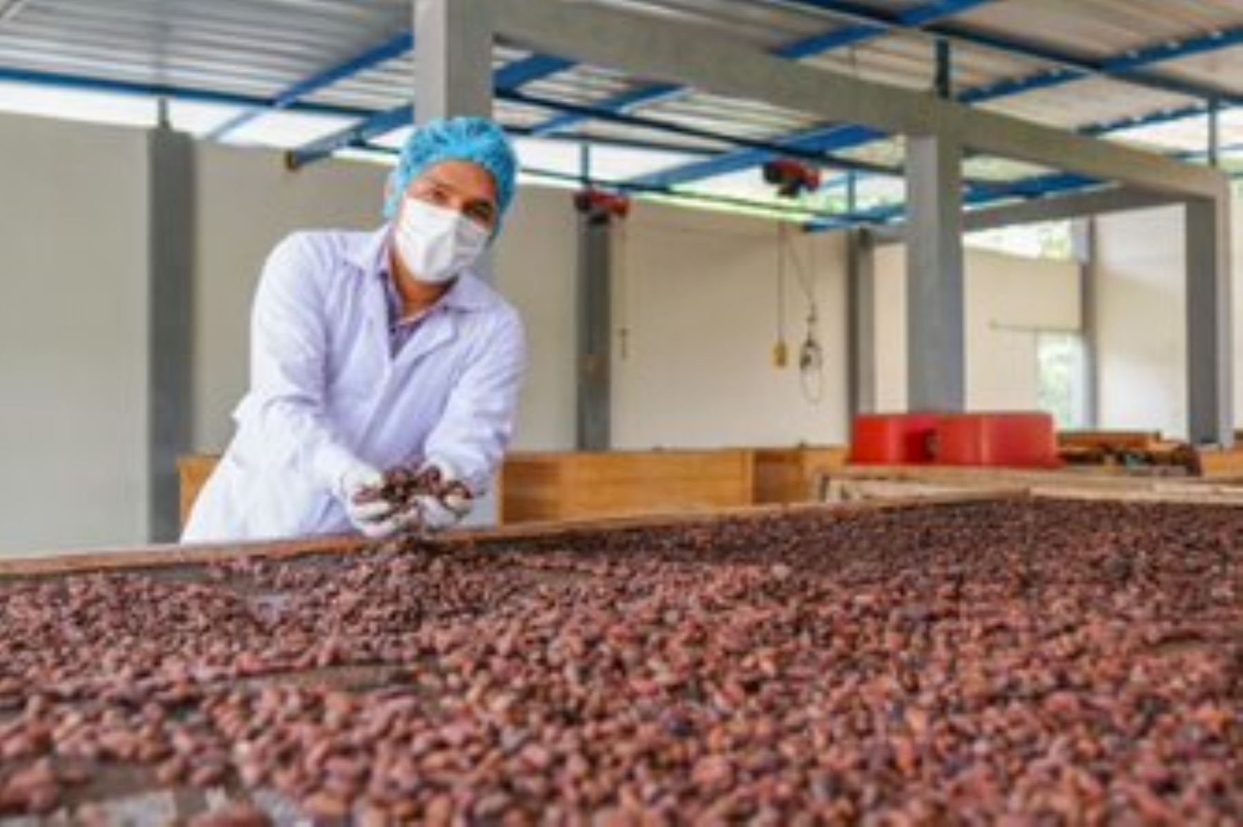 Procesamiento de granos de cacao para la elaboración de chocolate. ANDINA/Difusión