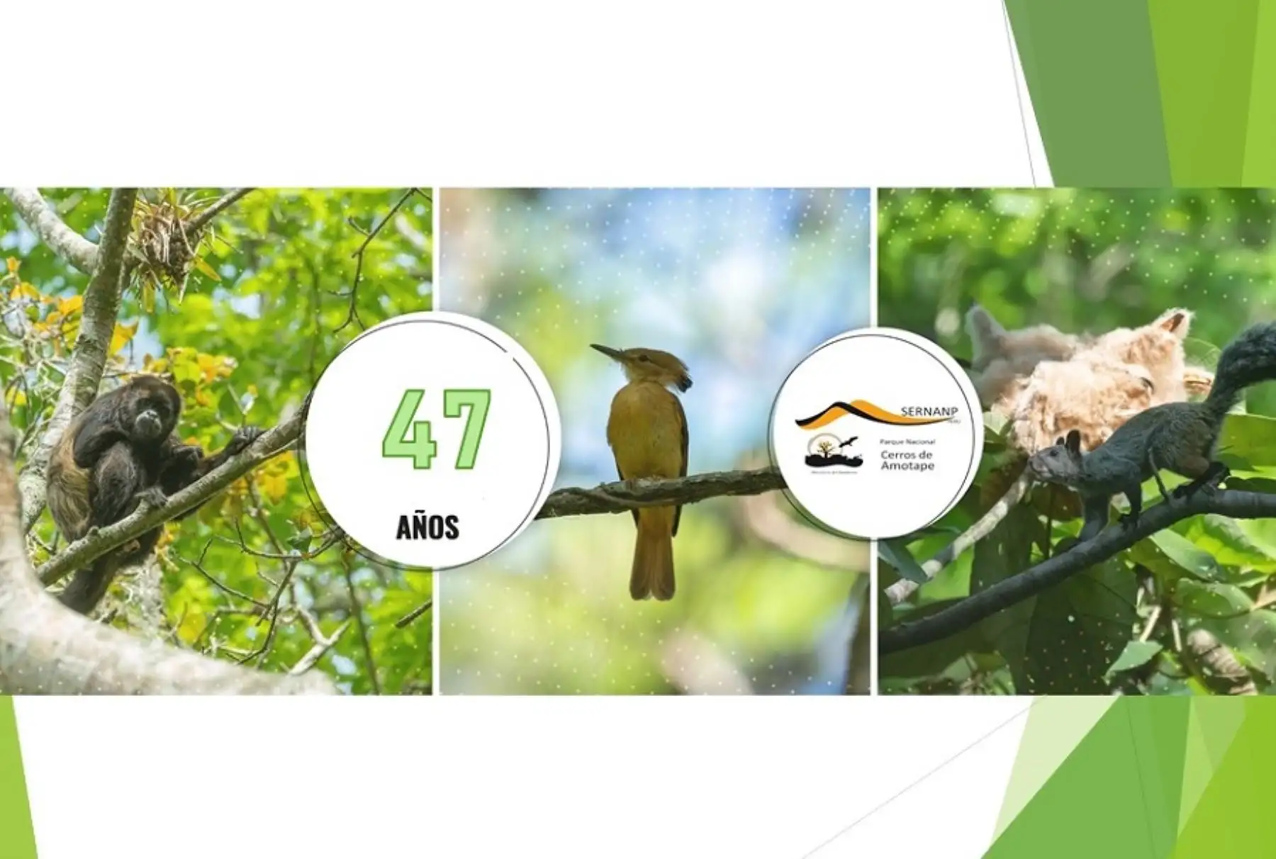 El Parque Nacional Cerros de Amotape celebra este 22 de julio su 47 aniversario de creación como área natural protegida, conservando un extraordinario y fascinante oasis de vida en la costa norte peruana, entre las regiones Piura y Tumbes.