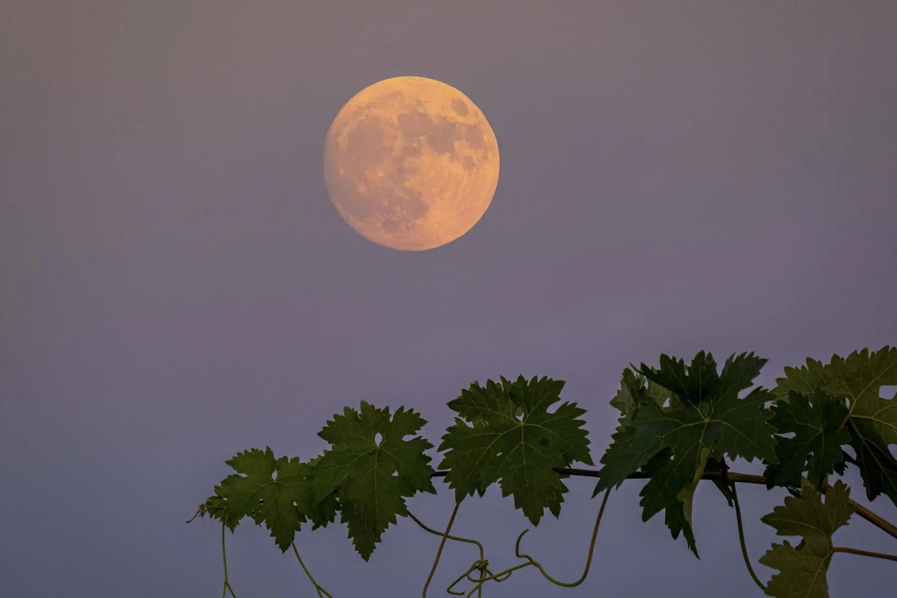 Imagen tomada desde la ciudad de Logroño de la conocida en la zona como la "Superluna de ciervo", se encuentra en su punto más cercano a la tierra durante el recorrido de su órbita elíptica. Foto: EFE