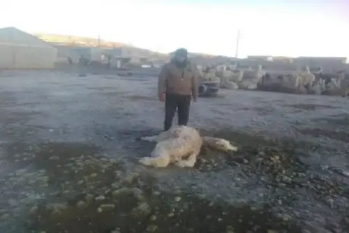 Uno de los centros poblados afectados es el de Huachuacocha, ubicado en el distrito de San Pedro de Pillao. Murieron cerca de 1,800 animales .