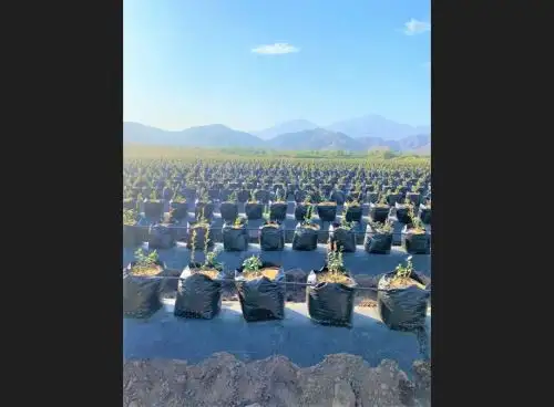 Lambayeque apuesta por la agroexportación y ampliará el cultivo de palta, arándano y mandarina con fines de exportación.