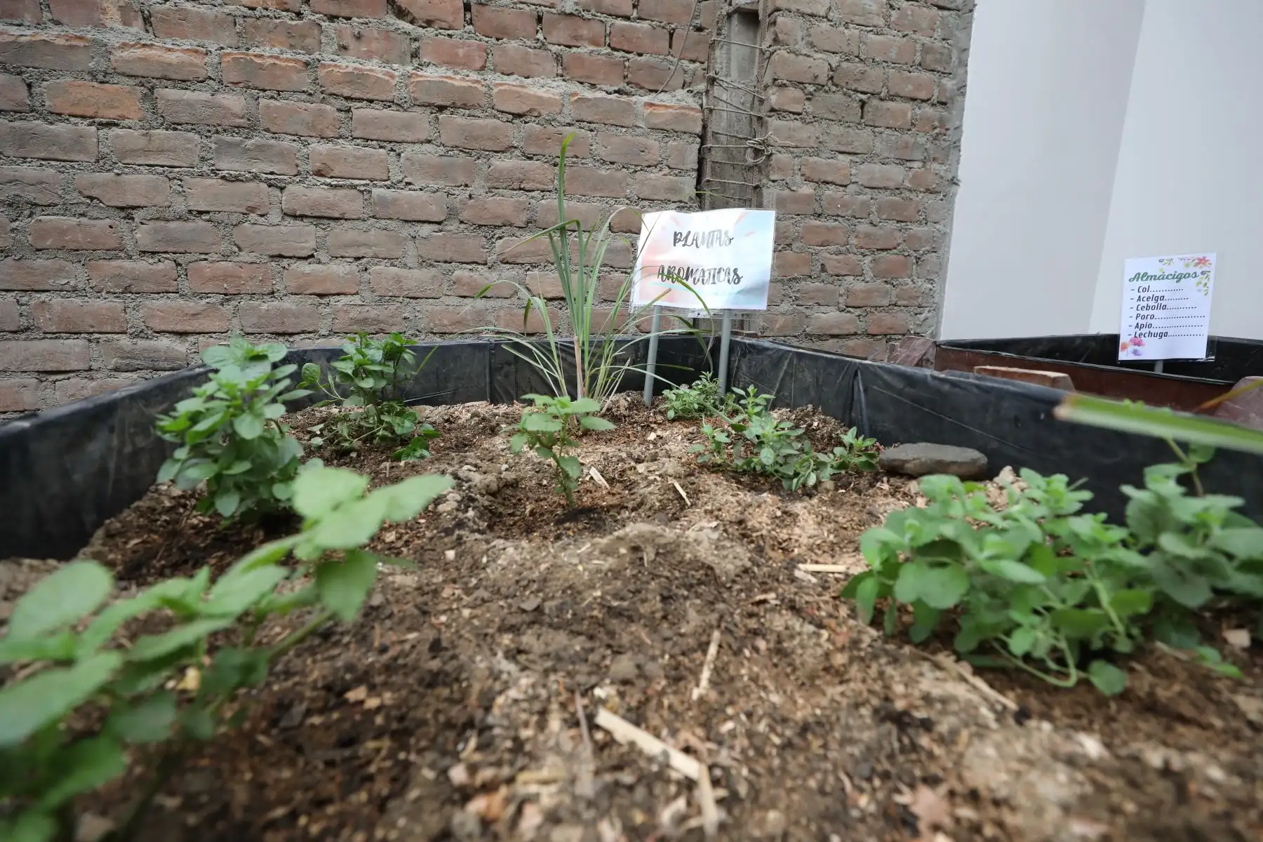 La titular del Ministerio de Desarrollo e Inclusión Social (Midis), Dina Ercilia Boluarte Zegarra, visitó el comedor popular Unión Barrios Altos, en el distrito de Carabayllo, junto a representantes de la empresa Cálidda, a fin de continuar articulando acciones a favor de los comedores populares, con apoyo del sector privado. 
Foto: ANDINA/MIDIS