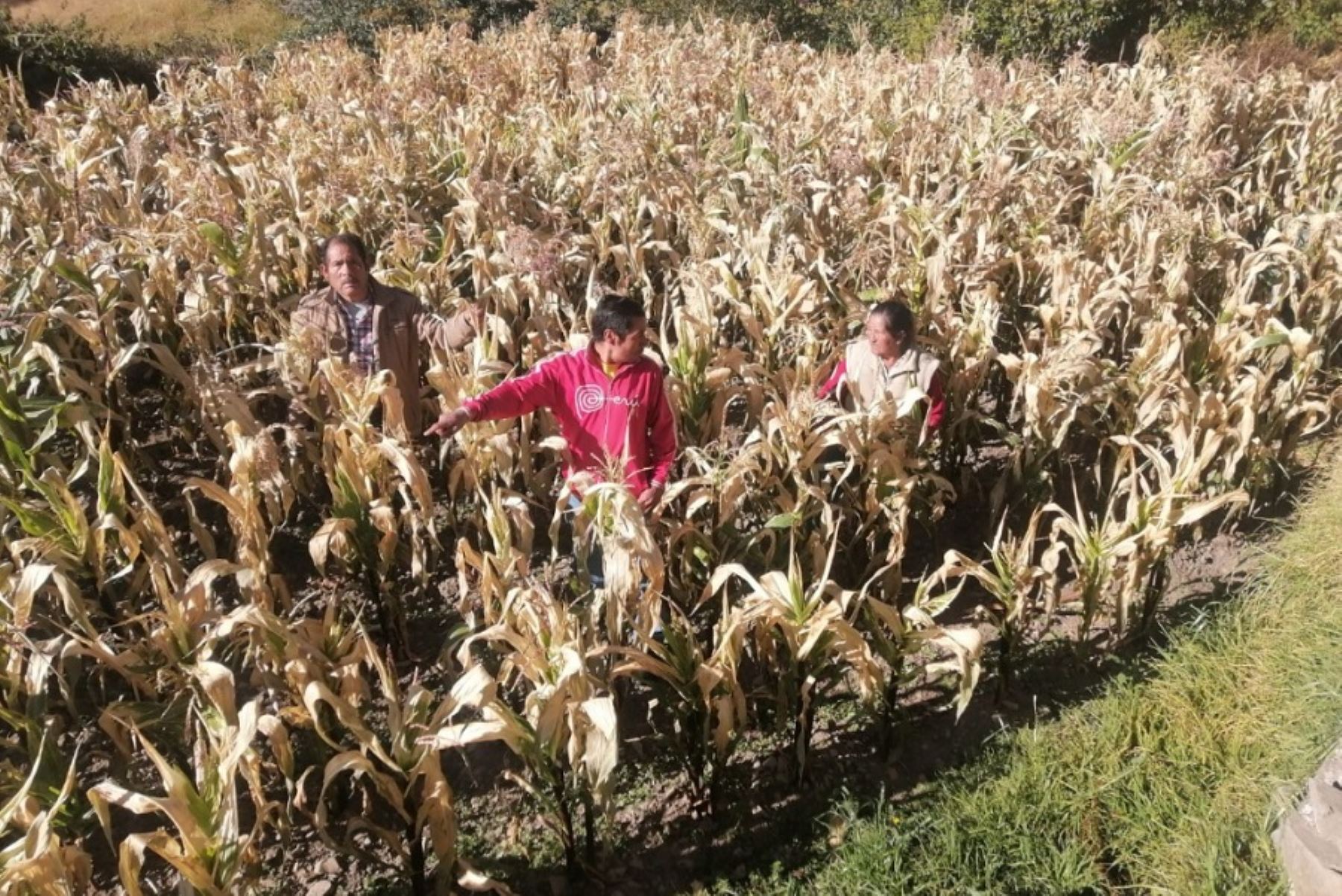 Debido a las bajas temperaturas que se vienen registrando en la sierra peruana, el Centro de Operaciones de Emergencia Regional (COER) de Áncash, informó que se generaron daños en cultivos en varias localidades del distrito de Lacabamba, provincia de Pallasca.