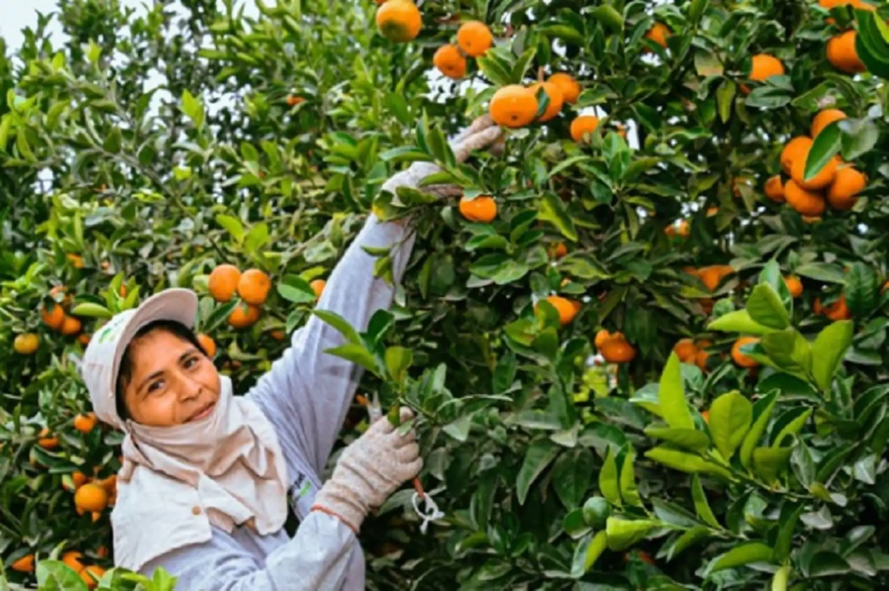 El Ministerio de Desarrollo Agrario y Riego (Midagri), que administra el fondo Agroperú, ha colocado a la fecha 6,306 créditos en la región Junín por un monto de S/ 64.8 millones a la fecha, siendo la sexta región que registra mayores préstamos concedidos al agro.