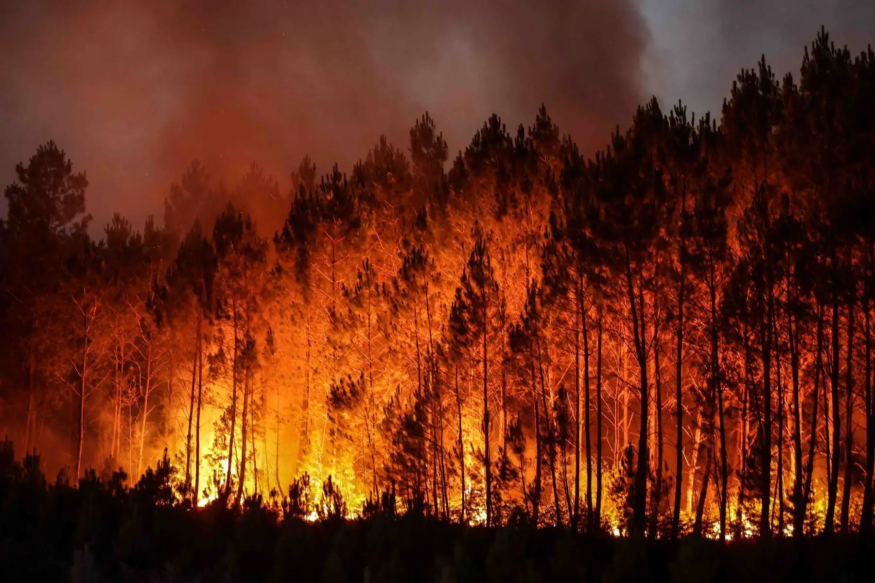 Bomberos intentan evitar que el incendio forestal se propague debido al cambio de viento, cerca de Louchats en Gironde, suroeste de Francia. Foto: AFP