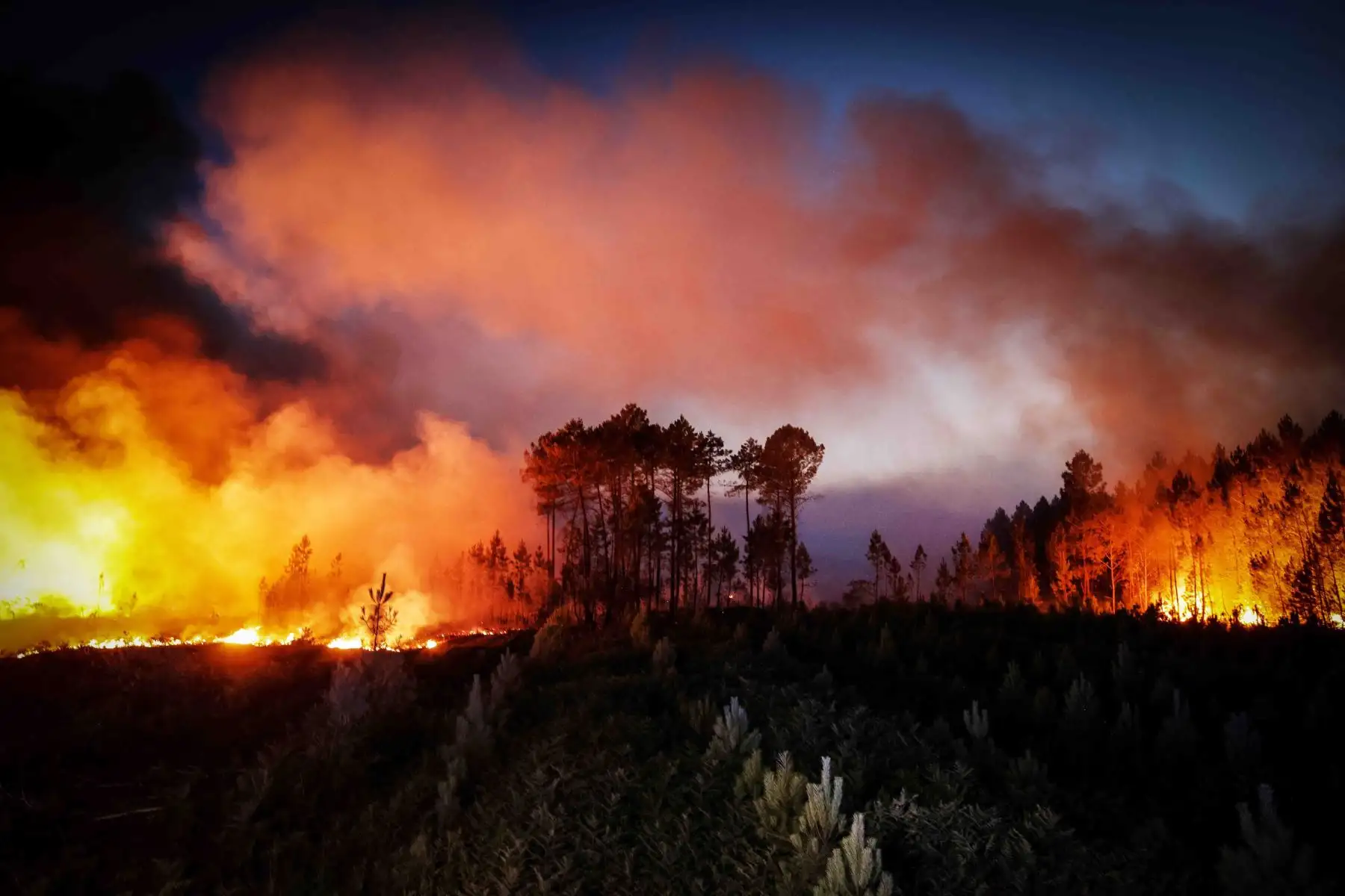 Bomberos intentan evitar que el incendio forestal se propague debido al cambio de viento, cerca de Louchats en Gironde, suroeste de Francia. Foto: AFP