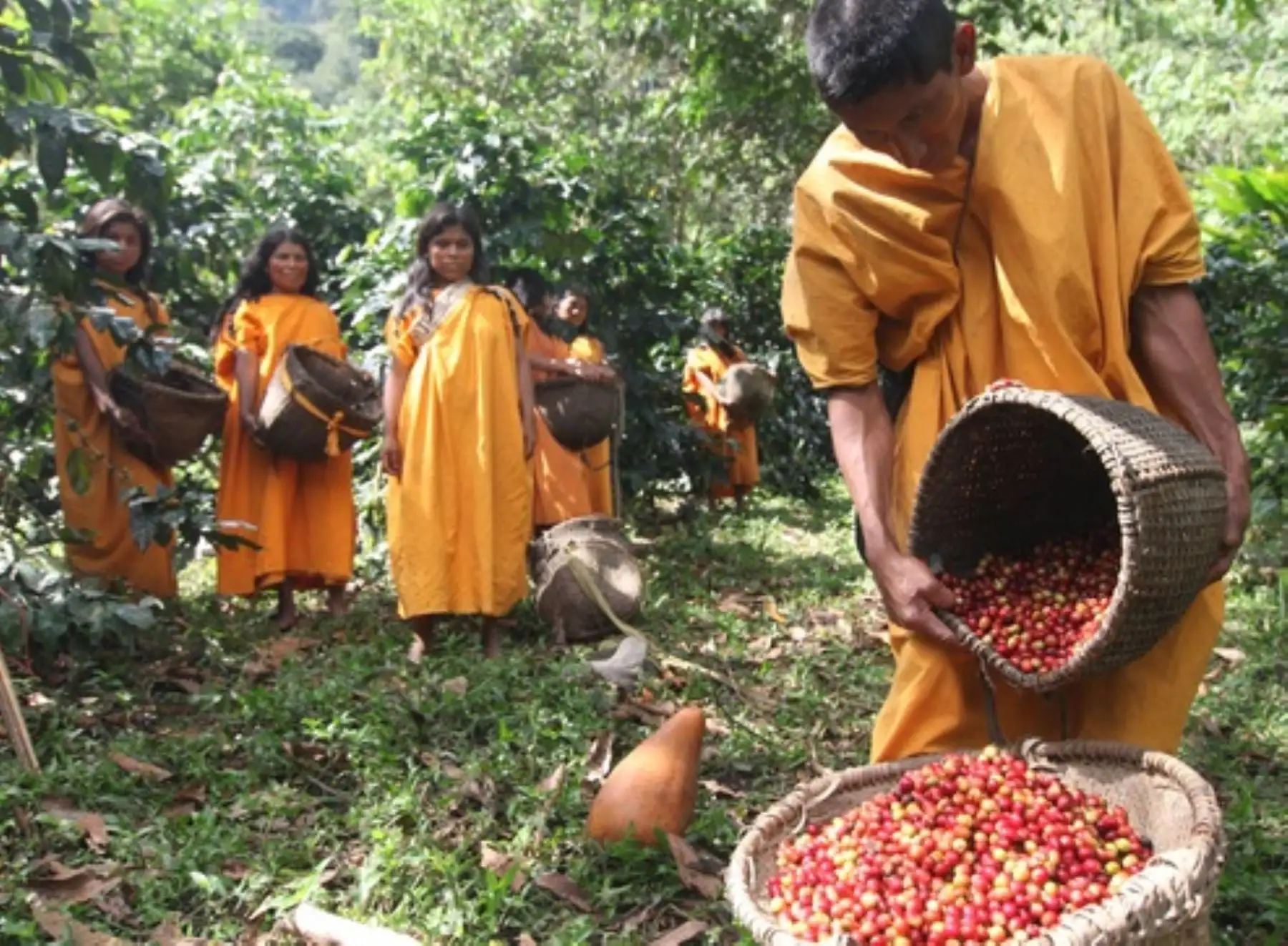 El Ministerio del Ambiente advirtió que la biodiversidad de las áreas naturales protegidas y las poblaciones que habitan en estos especies se encuentran en riesgo ante posibles cambios en la Ley Forestal. ANDINA/Difusión
