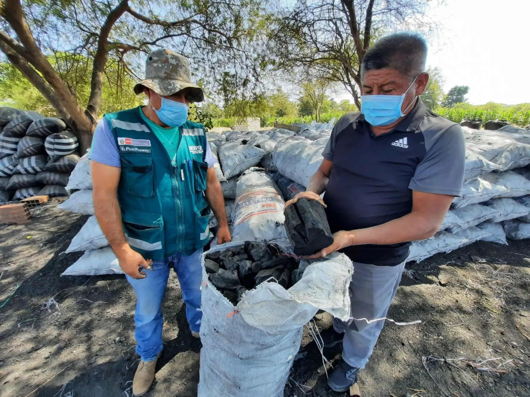 Centros autorizados de Lambayeque producen carbón de árboles frutales ideal para pollerías y restaurantes. Un producto alternativo al algarrobo, una especie en peligro de extinción, resaltó el Serfor. ANDINA/Difusión