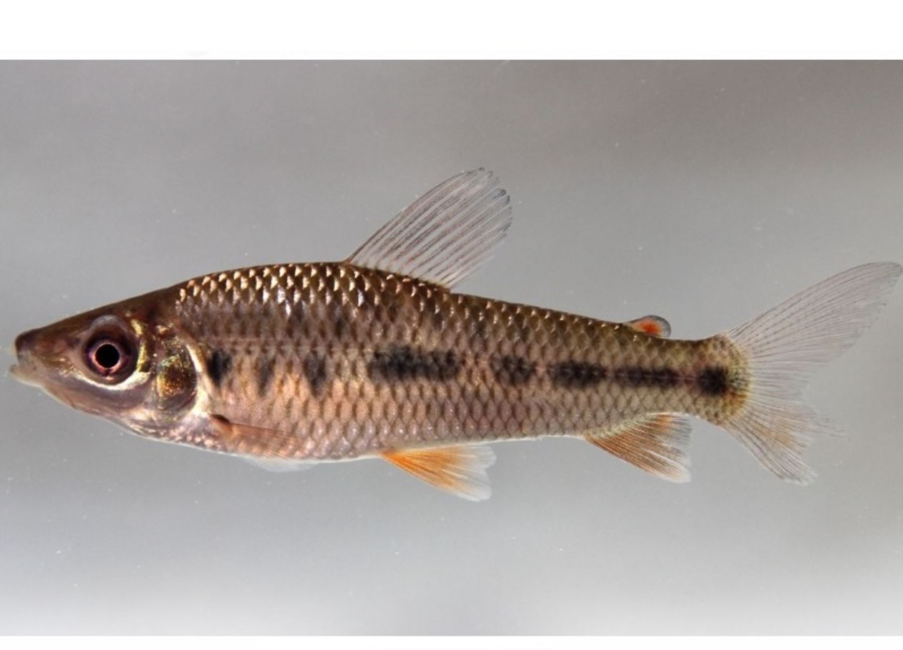 Científicos de la Universidad Nacional Mayor de San Marcos identificaron una diversidad oculta de peces en la Amazonía peruana. El hallazgo se produjo gracias a un proyecto financiado por ProCiencia.