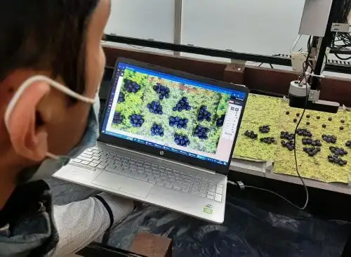 Investigadores de la Universidad Privada Antenor Orrego desarrollaron un robot que ayuda a reducir erroes y mejora la cosecha de arándano, uno de los principales cultivos de la agroindustria de la región La Libertad. Foto: Luis Puell