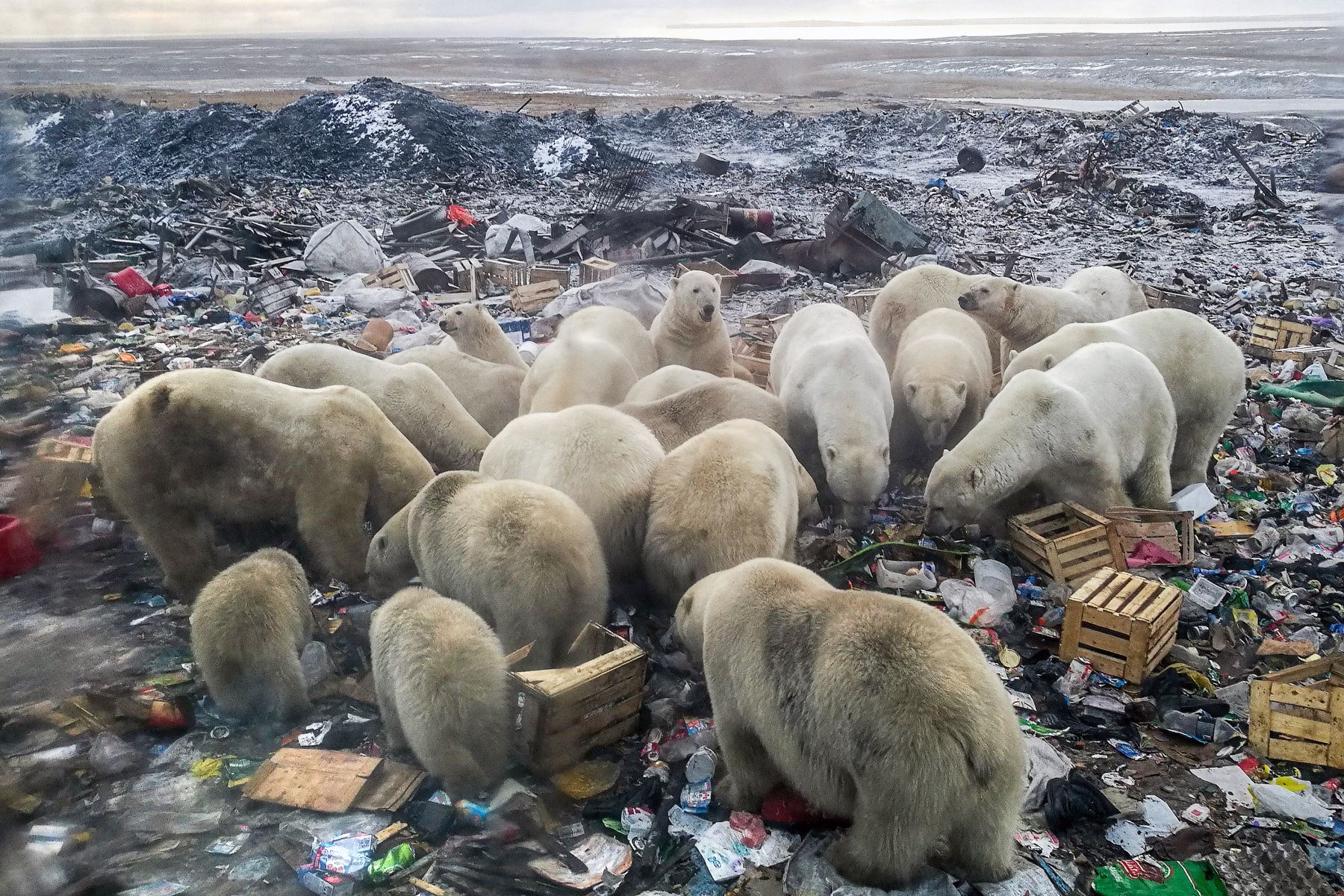 Los osos polares están gravemente amenazados por el cambio climático. Foto: AFP