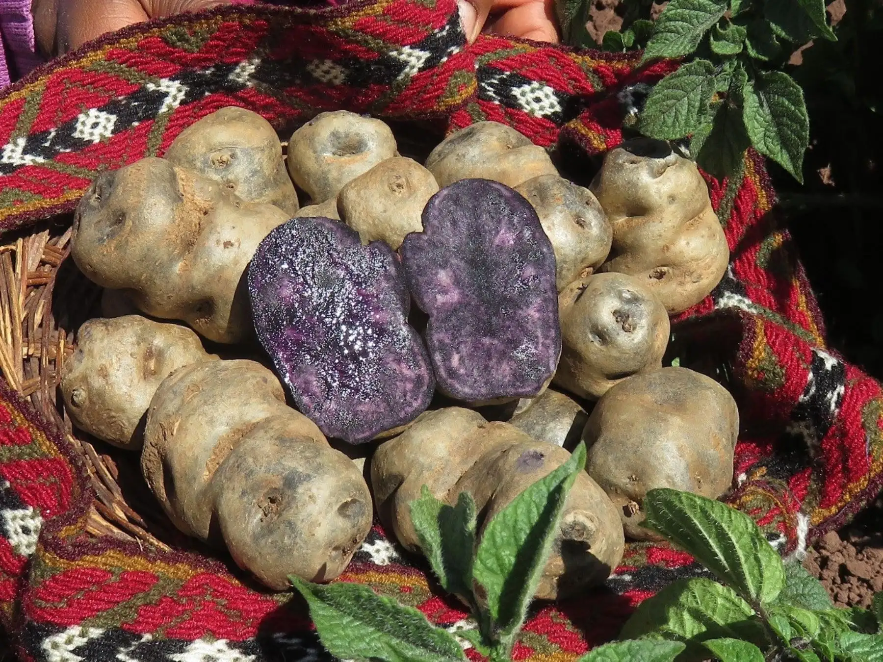El Instituto Nacional de Innovación Agraria (INIA) lanzará este año dos nuevas variedades de papa de alta calidad genética, productiva y nutricional, desarrolladas en las regiones Cajamarca y Puno.  ANDINA/Difusión