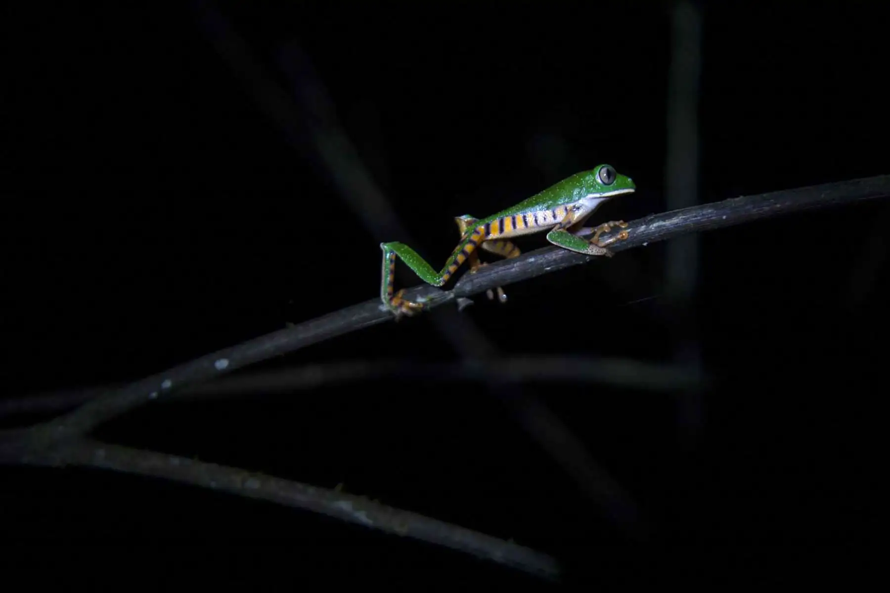 Una rana de hoja con rayas de tigre en la reserva natural de las montañas Cordillera Escalera en Tarapoto, noreste de Perú. Especies únicas de ranas endémicas de belleza cautivadora, mamíferos y aves se encuentran entre las principales atracciones turísticas del área de conservación de la Sierra Escalera, zona natural protegida entre los Andes y la selva del oriente peruano. Foto: AFP