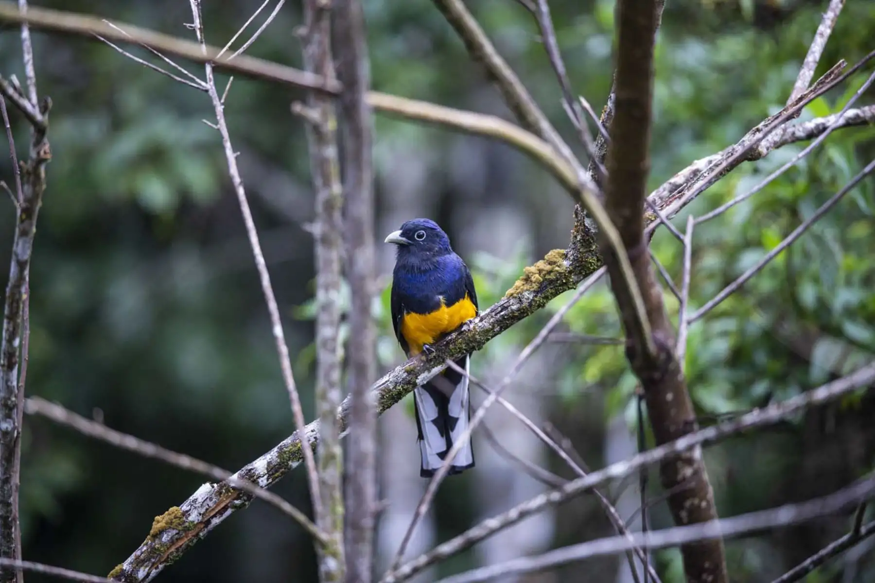 Un trogón de lomo verde se muestra en la reserva natural de las montañas Cordillera Escalera en Tarapoto, noreste de Perú. Especies únicas de ranas endémicas de belleza cautivadora, mamíferos y aves se encuentran entre las principales atracciones turísticas del área de conservación de la Sierra Escalera, zona natural protegida entre los Andes y la selva del oriente peruano. Foto: AFP