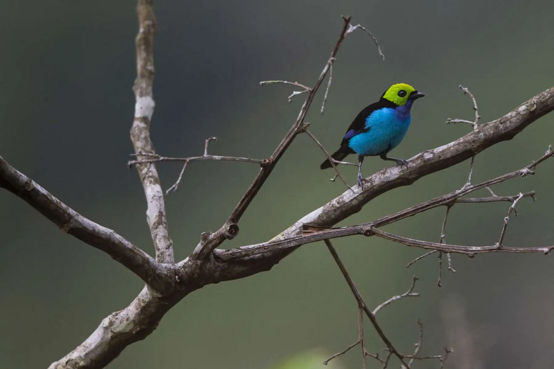 Una tangara del paraíso en la reserva natural de las montañas Cordillera Escalera en Tarapoto, noreste de Perú. Especies únicas de ranas endémicas de belleza cautivadora, mamíferos y aves se encuentran entre las principales atracciones turísticas del área de conservación de la Sierra Escalera, zona natural protegida entre los Andes y la selva del oriente peruano. Foto: AFP