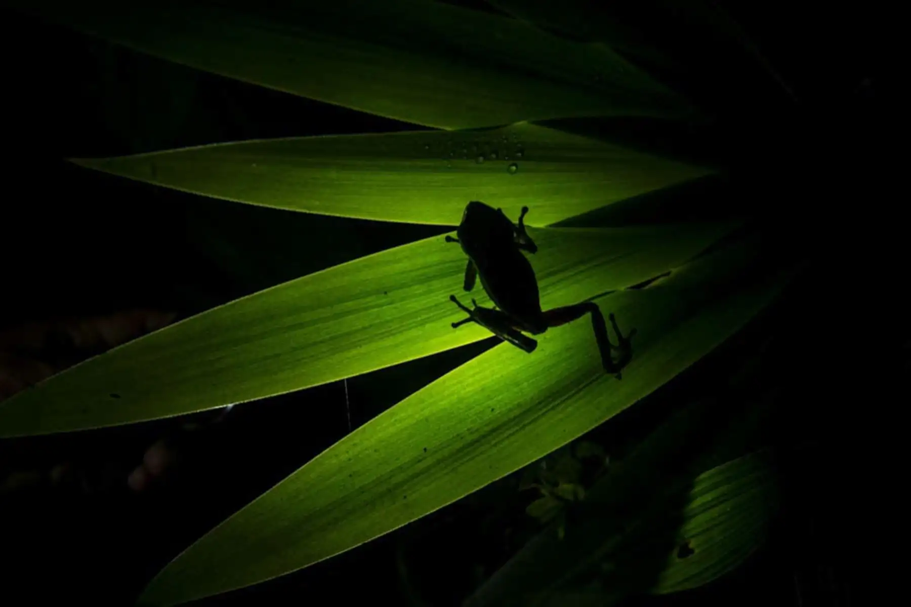 Una rana mono en la reserva natural de las montañas Cordillera Escalera en Tarapoto, noreste de Perú. Especies únicas de ranas endémicas de belleza cautivadora, mamíferos y aves se encuentran entre las principales atracciones turísticas del área de conservación de la Sierra Escalera, zona natural protegida entre los Andes y la selva del oriente peruano. Foto: AFP