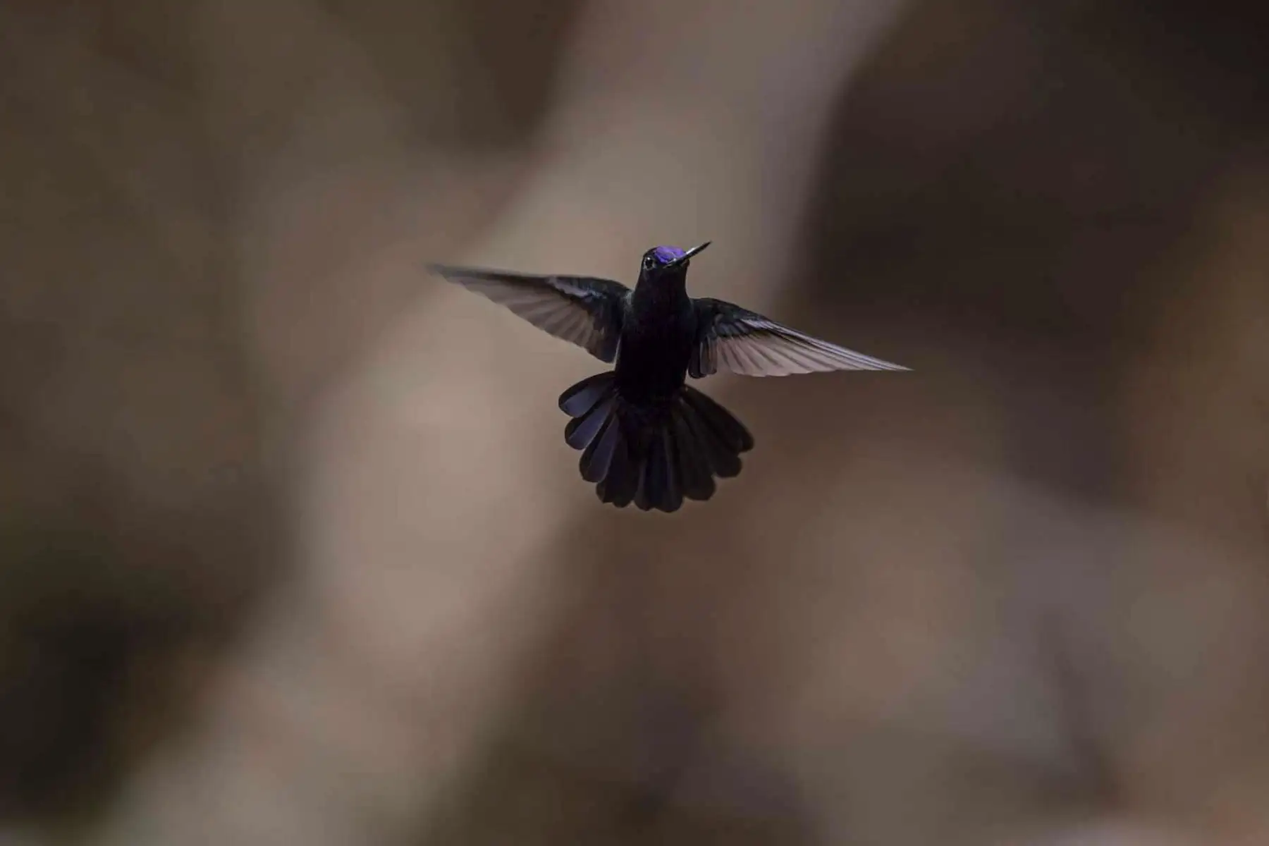 Un pico de lanza de frente azul se muestra en la reserva natural de las montañas Cordillera Escalera en Tarapoto, noreste de Perú. Especies únicas de ranas endémicas de belleza cautivadora, mamíferos y aves se encuentran entre las principales atracciones turísticas del área de conservación de la Sierra Escalera, zona natural protegida entre los Andes y la selva del oriente peruano. Foto: AFP