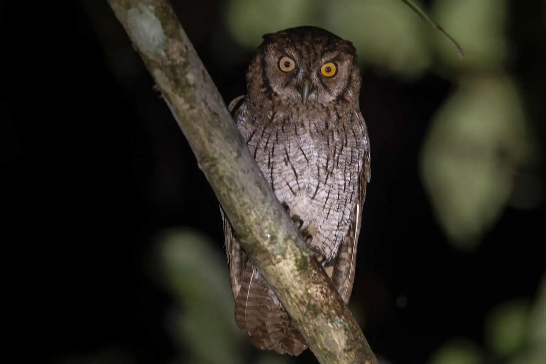 Una lechuza tropical en la reserva natural de las montañas Cordillera Escalera en Tarapoto, noreste de Perú. Especies únicas de ranas endémicas de belleza cautivadora, mamíferos y aves se encuentran entre las principales atracciones turísticas del área de conservación de la Sierra Escalera, zona natural protegida entre los Andes y la selva del oriente peruano. Foto: AFP