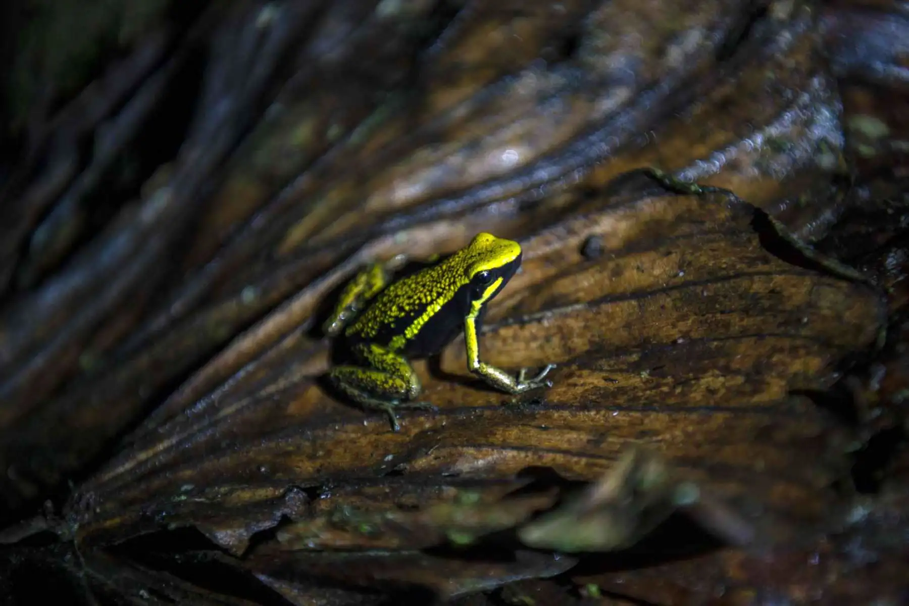 Una agradable rana venenosa (Ameerega bassleri), que es una especie endémica, se muestra en la reserva natural de las montañas Cordillera Escalera en Tarapoto, noreste de Perú. Especies únicas de ranas endémicas de belleza cautivadora, mamíferos y aves se encuentran entre las principales atracciones turísticas del área de conservación de la Sierra Escalera, zona natural protegida entre los Andes y la selva del oriente peruano. Foto: AFP