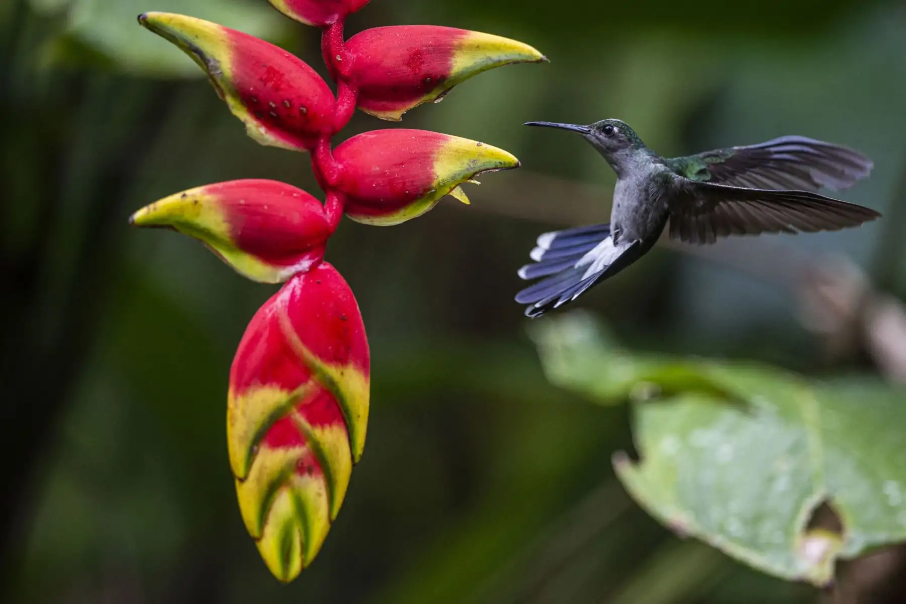 Un colibrí ala de sable de pecho gris en la reserva natural de las montañas Cordillera Escalera en Tarapoto, noreste de Perú. Especies únicas de ranas endémicas de belleza cautivadora, mamíferos y aves se encuentran entre las principales atracciones turísticas del área de conservación de la Sierra Escalera, zona natural protegida entre los Andes y la selva del oriente peruano. Foto: AFP