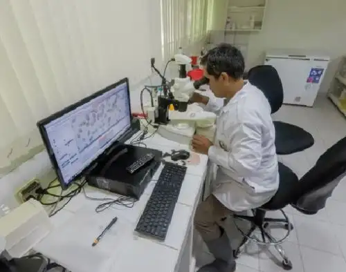 Laboratorio de Imarpe en Tumbes obtiene semillas de concha pata de burro, un molusco que habita en los manglares y tiene gran importancia comercial.