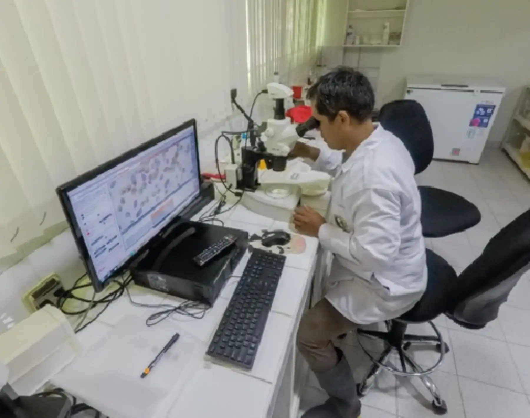 Laboratorio de Imarpe en Tumbes obtiene semillas de concha pata de burro, un molusco que habita en los manglares y tiene gran importancia comercial.