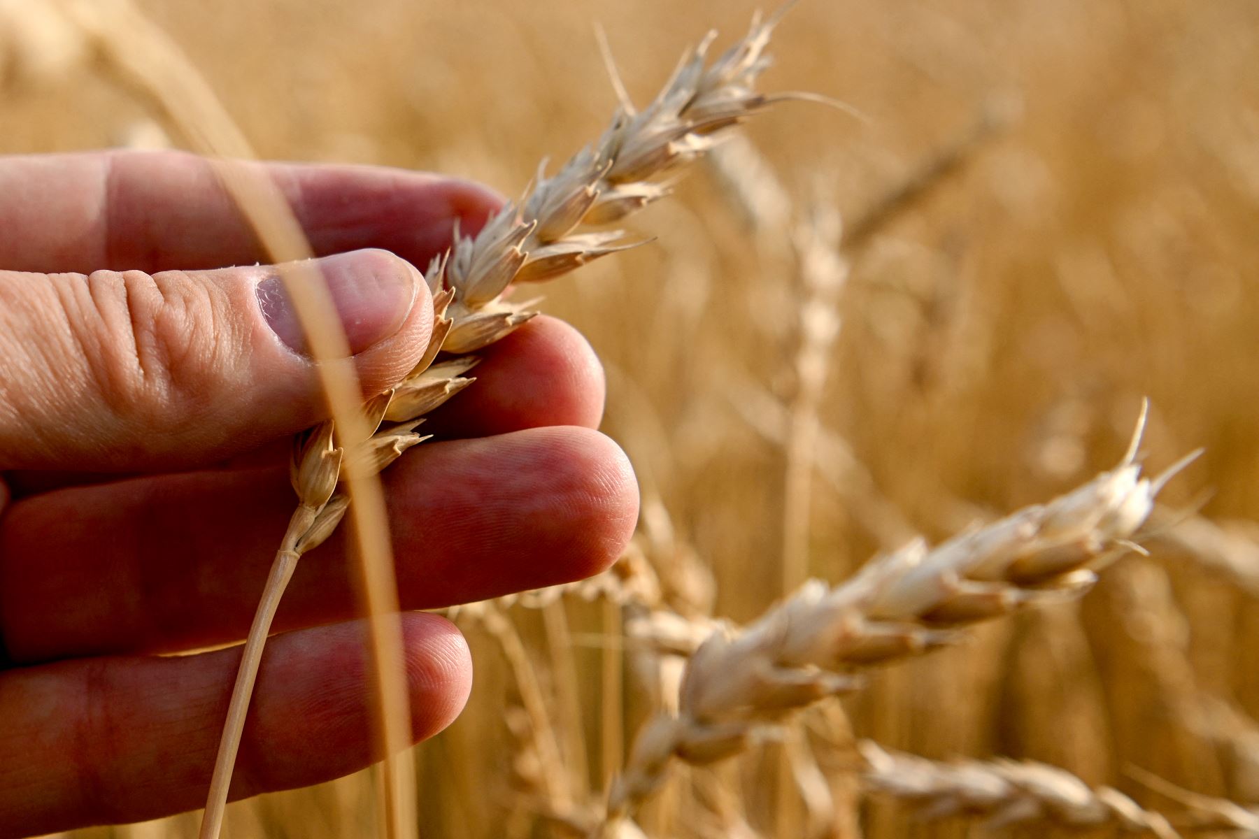 Crisis alimentaria: Rusia y Ucrania firman acuerdo con la ONU para exportación de granos
