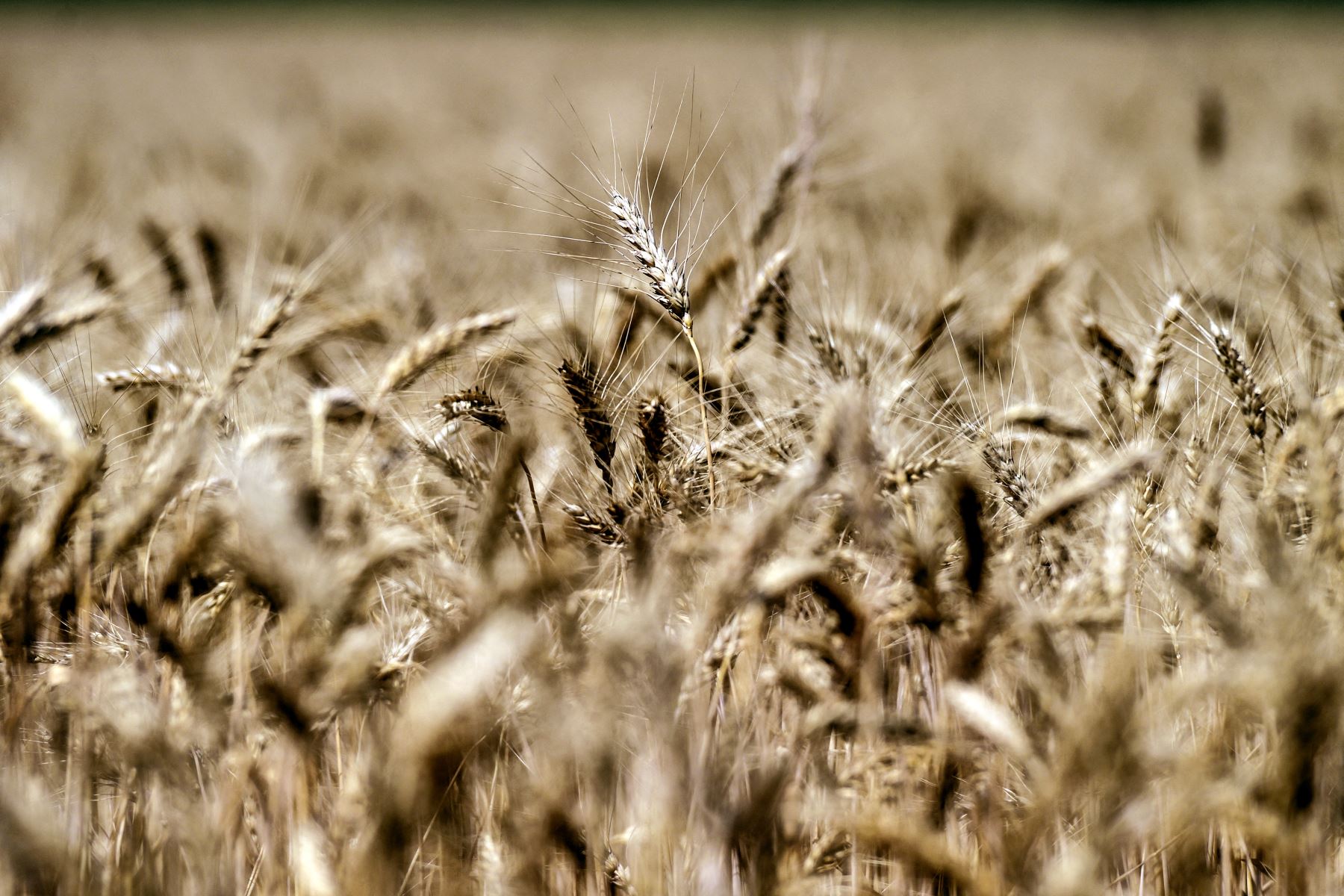 Ucrania y Rusia representan en conjunto 30% del comercio mundial de trigo. Foto: AFP