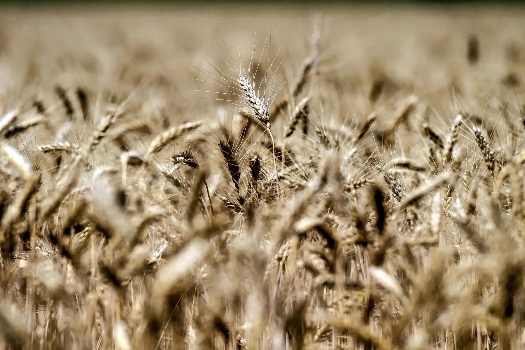 Ucrania y Rusia representan en conjunto 30% del comercio mundial de trigo. Foto: AFP