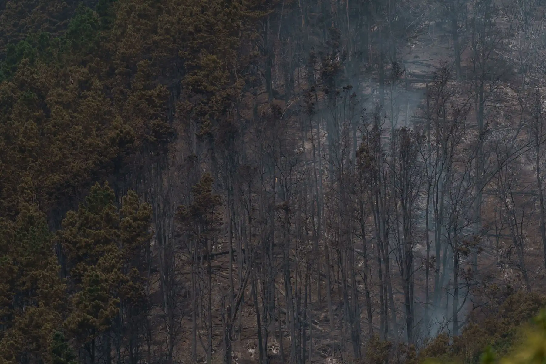 Zona quemada en los montes cercanos a Las Llanadas, en el municipio tinerfeño de Los Realejos. 
Foto: EFE