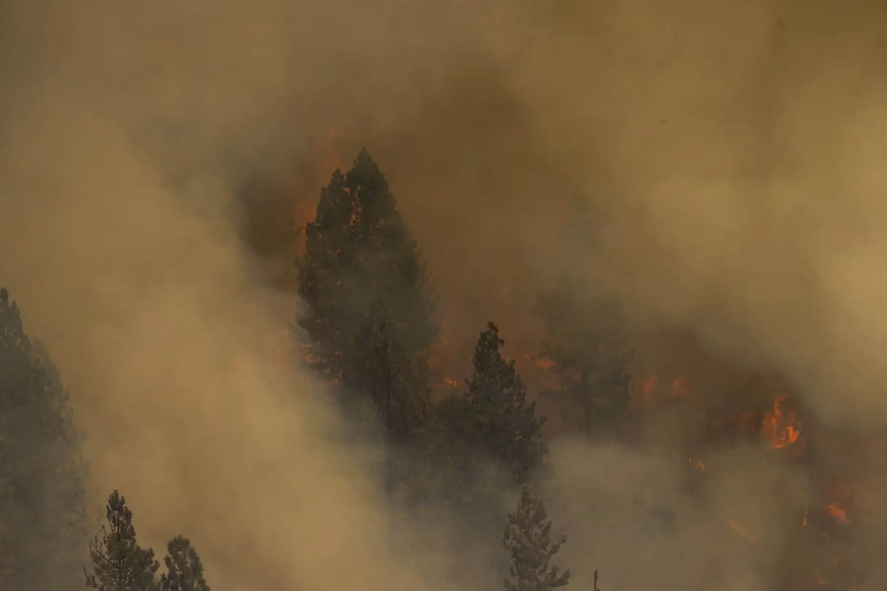 El feroz incendio forestal de California se expandió la madrugada del domingo quemando varios miles de acres y obligando a evacuaciones, mientras decenas de millones de estadounidenses se sofocaban por el calor  de las altas temperaturas. Foto: AFP