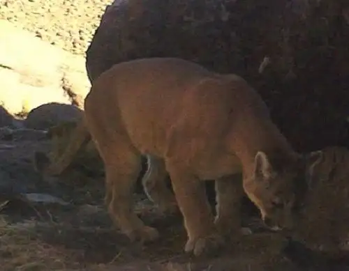 Científicos de Perú, Chile y Arequipa realizaron una investigación que reveló la dieta del puma, el felino andino que habita en las montañas de la Reserva Salinas y Aguada Blanca, en Arequipa. ANDINA/Difusión