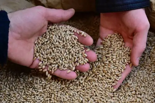 El acuerdo firmado la semana pasada bajo los auspicios de las Naciones Unidas y de Turquía prevé la creación de un corredor marítimo para aliviar la crisis alimentaria provocada por el bloqueo ruso a los puertos ucranianos del mar Negro. Foto: AFP