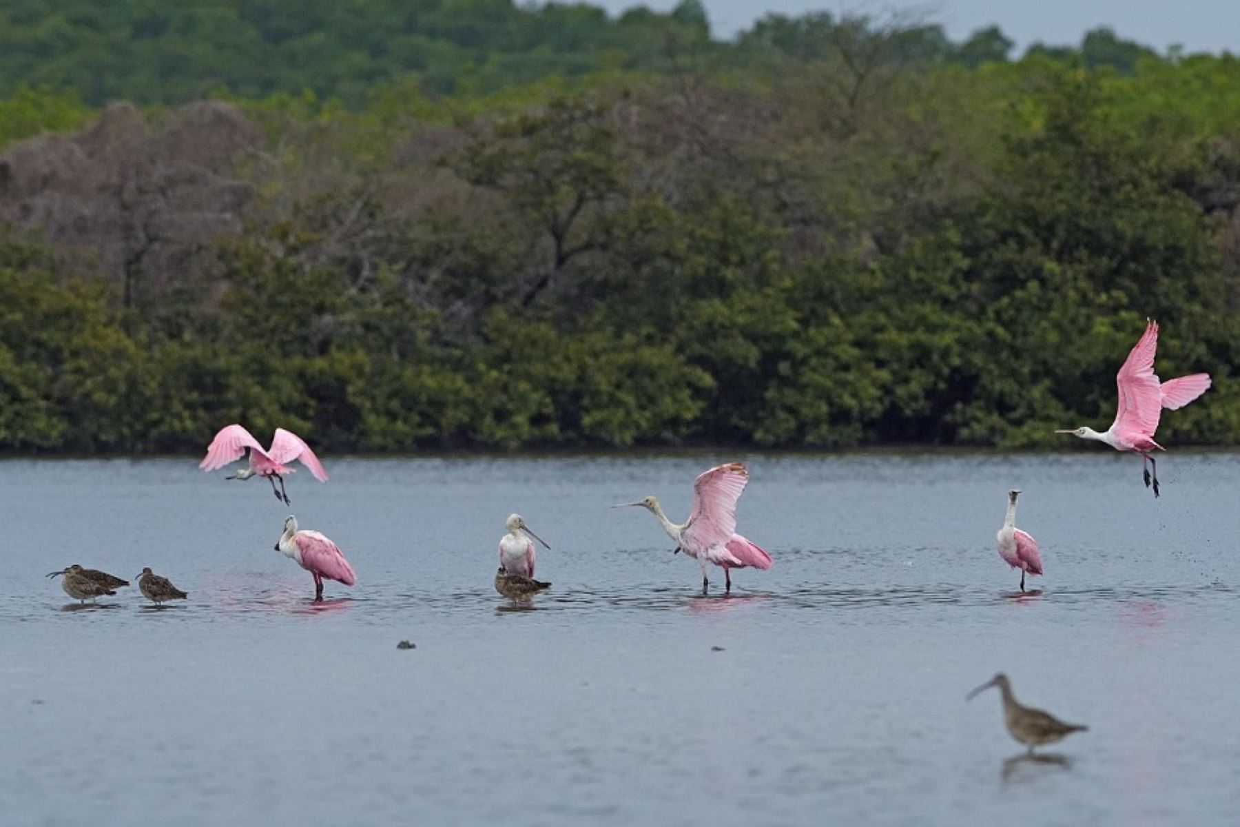 El Santuario Nacional Los Manglares de Tumbes alberga a una diversidad de aves playeras. Foto: internet/medios.