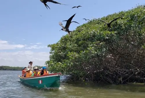 Creado el 2 de marzo de 1988, esta área natural protegida por el Estado, el Santuario Nacional Los Manglares de Tumbes abarca una extensión de 2,972 hectáreas y se ubica en el litoral de la costa norte del Perú, en el distrito y provincia de Zarumilla.