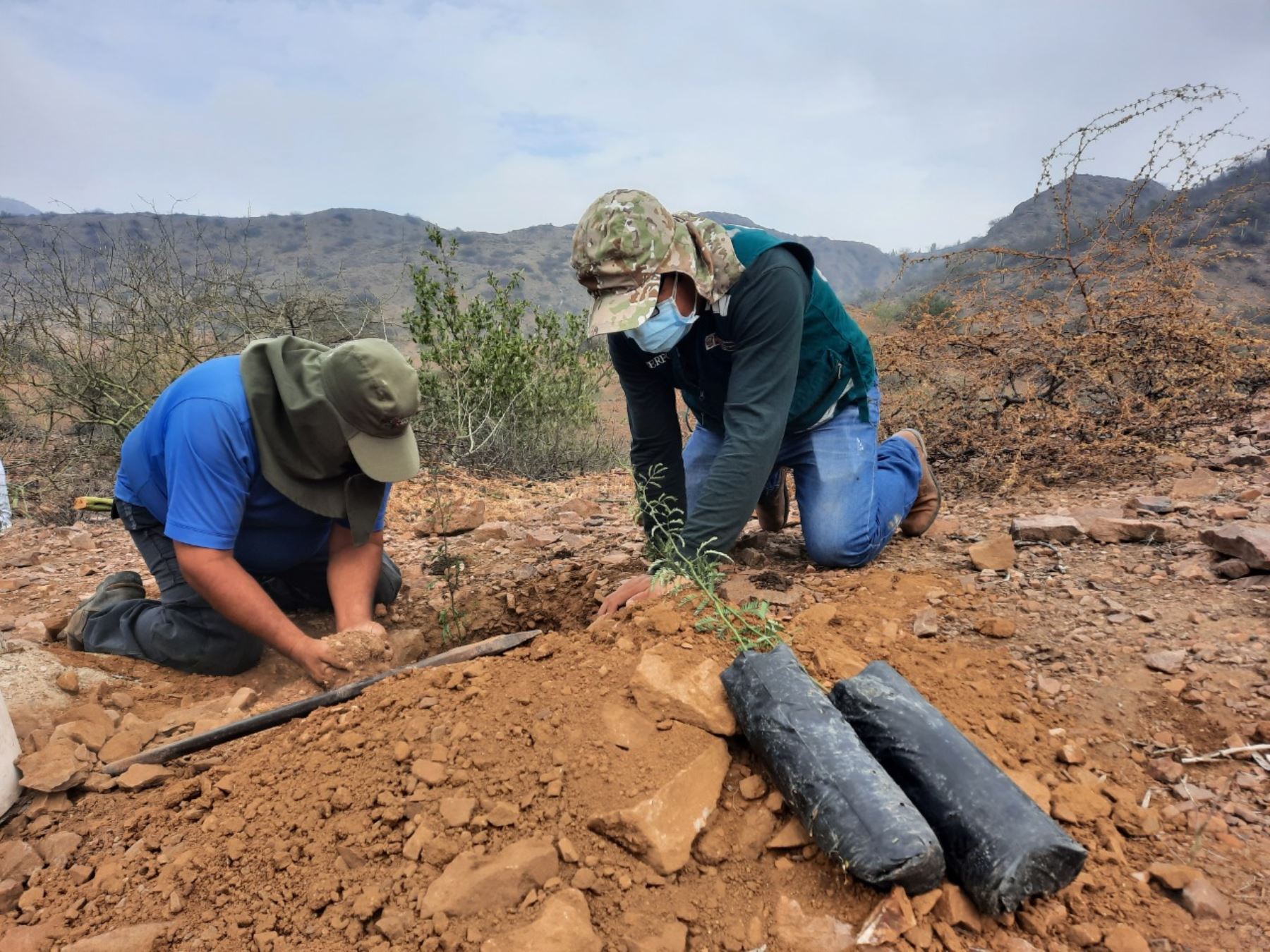 Serfor ejecutó una jornada de reforestación con algarrobo el área de conservación privada Chaparrí, ubicado en la región Lambayeque. Foto: ANDINA/difusión.