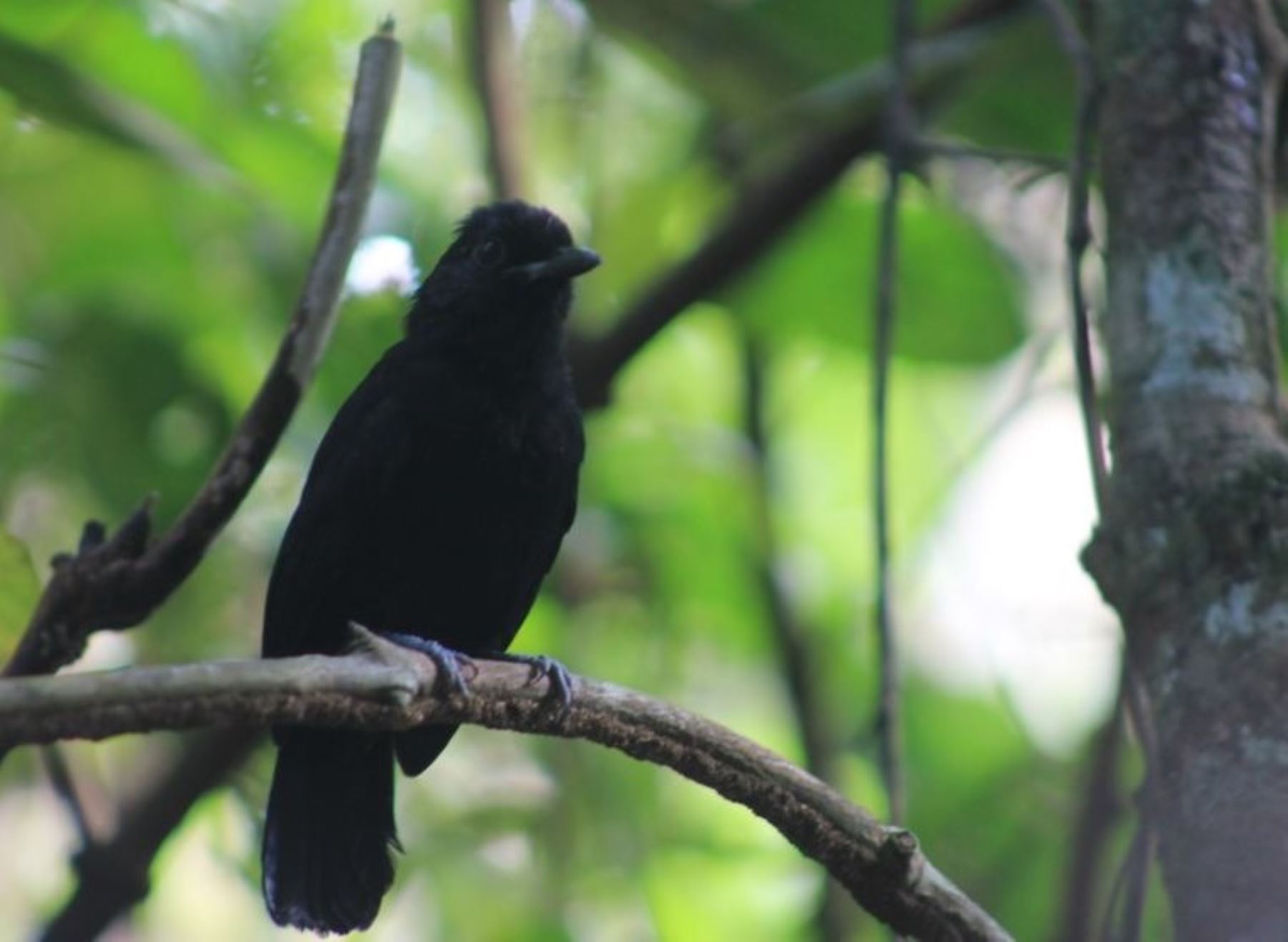 Por primera vez en el Perú fue avistado un ejemplar de batará de Cocha, una especie de ave que habita la amazonía de Ecuador y Colombia. El avistamiento se produjo en la zona de amortiguamiento de la Reserva Pacaya Samiria, en Loreto. ANDINA/Difusión