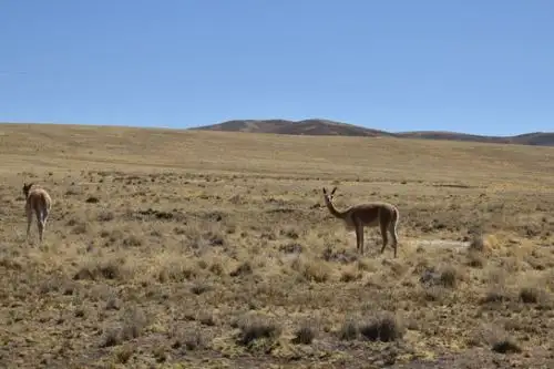 El Serfor reafirma su compromiso de continuar promoviendo la conservación, manejo y aprovechamiento sostenible de la vicuña.