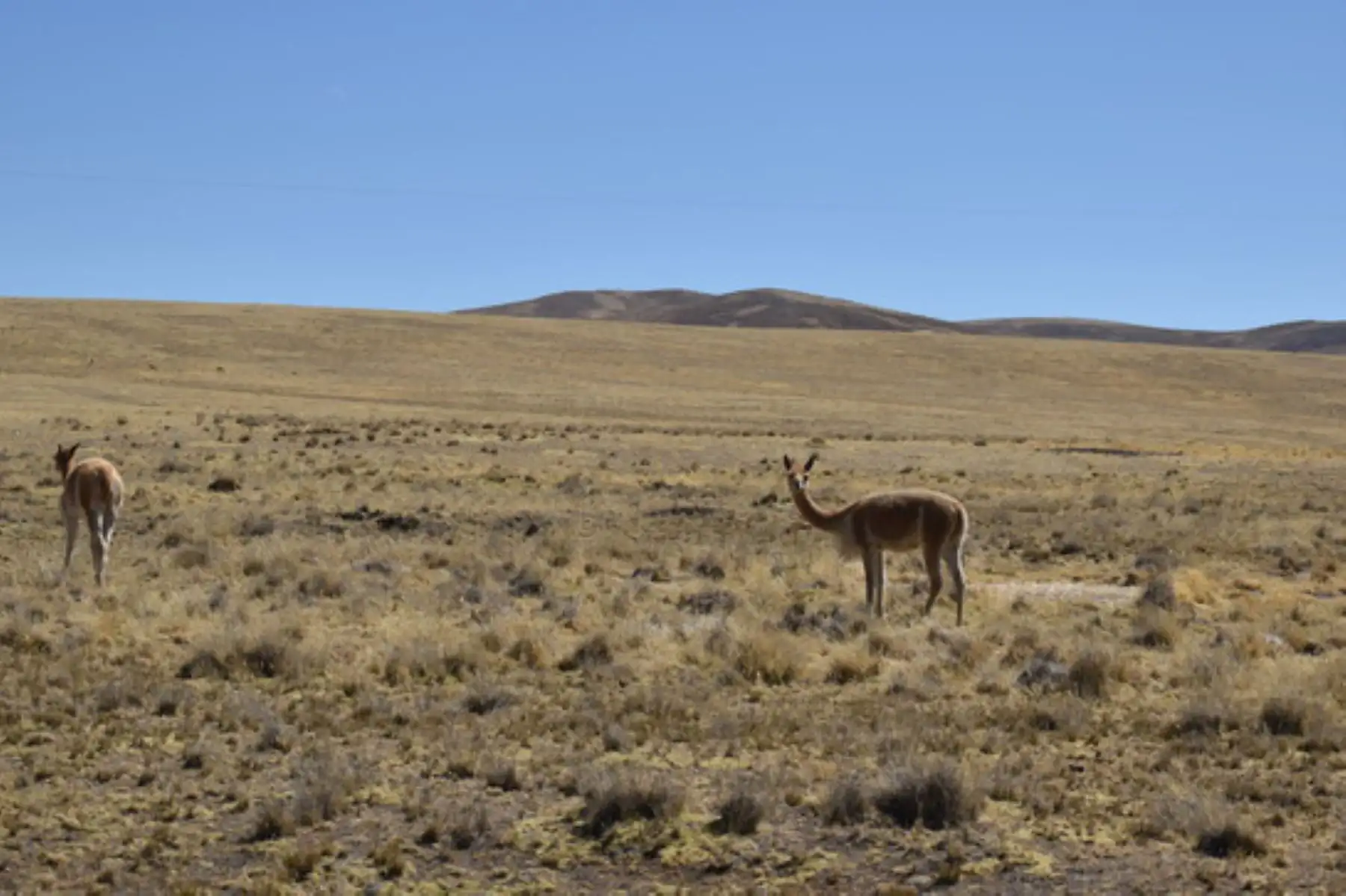 El Serfor reafirma su compromiso de continuar promoviendo la conservación, manejo y aprovechamiento sostenible de la vicuña.