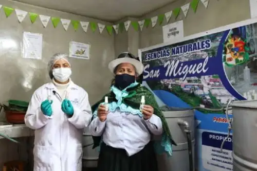En el distrito de Pallanchacra, en la región Pasco, encontramos a tres mujeres luchadoras: Liz Portillo Dámaso, Lourdes Moscoso Dámaso y Encarnas Dámaso Soto, quienes encontraron en el eucalipto una oportunidad de negocio gracias al proyecto Haku Wiñay del programa Foncodes, que pertenece al Ministerio de Desarrollo e Inclusión Social.