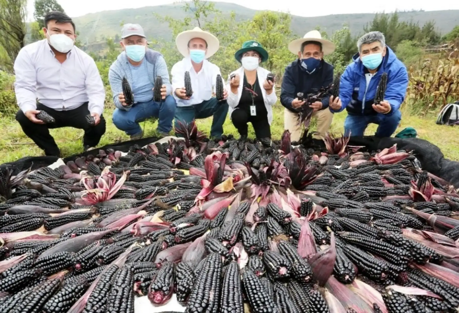 El novedoso maíz morado INIA 601, descubierto en Cajamarca por la investigadora Alicia Medina Hoyos, ha despertado interés en productores de diversas regiones que se han puesto en contacto con el Instituto Nacional de Innovación Agraria de esta ciudad para adquirir semilla y comenzar a producir el producto que es altamente rentable.