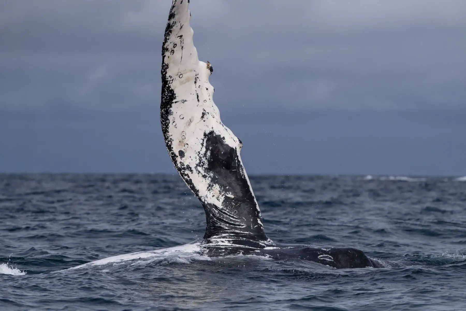 Una ballena jorobada es vista  en costas cercanas a la ciudad de Atacames, Esmeraldas (Ecuador). Unas 10.000 ballenas jorobadas se han instalado en las cálidas aguas ecuatoriales, desde el norte del Perú hasta Costa Rica y más allá, en un viaje que cada año realizan para conocer el amor y tener a sus crías. 
Foto: EFE