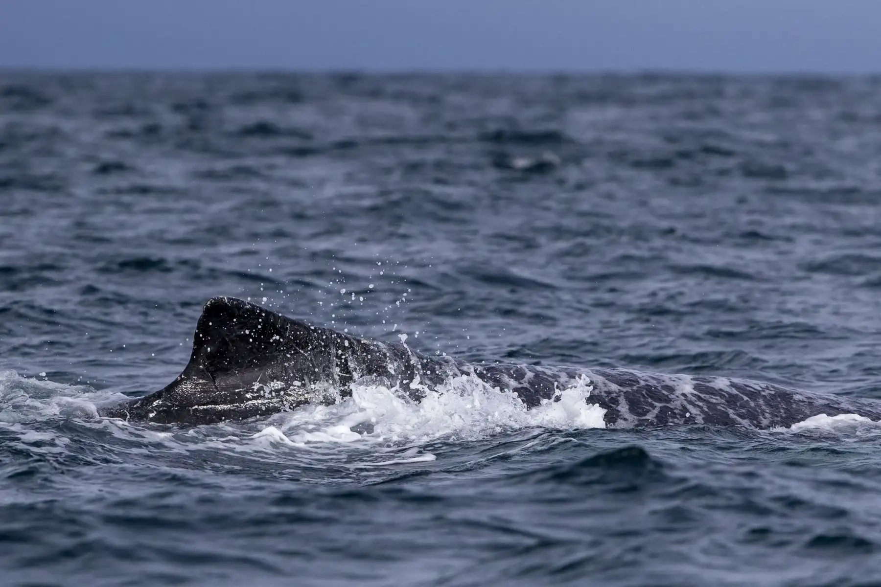 Una ballena jorobada es vista  en costas cercanas a la ciudad de Atacames, Esmeraldas (Ecuador). Unas 10.000 ballenas jorobadas se han instalado en las cálidas aguas ecuatoriales, desde el norte del Perú hasta Costa Rica y más allá, en un viaje que cada año realizan para conocer el amor y tener a sus crías. 
Foto: EFE