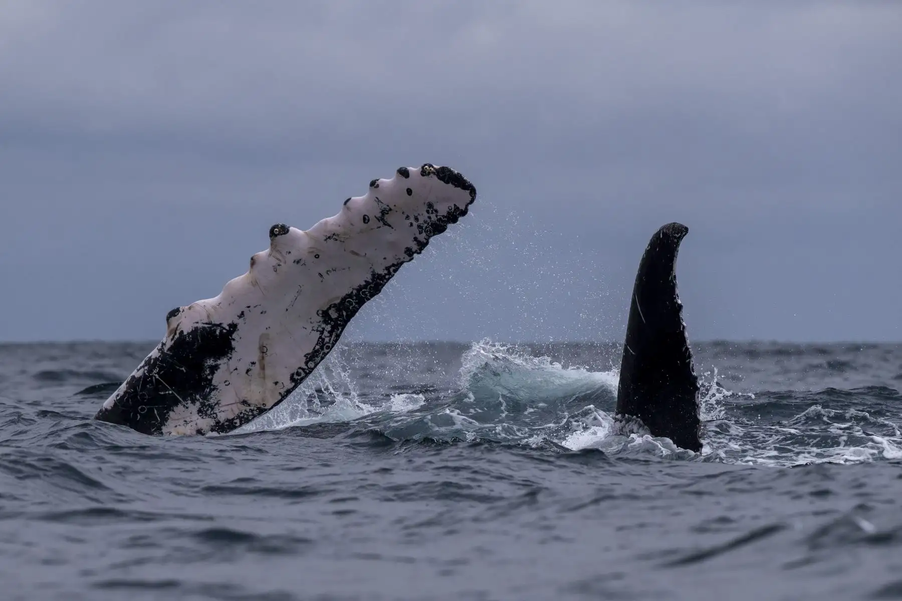 Ballenas jorobadas son vistas en costas cercanas a la ciudad de Atacames, Esmeraldas (Ecuador). Unas 10.000 ballenas jorobadas se han instalado en las cálidas aguas ecuatoriales, desde el norte del Perú hasta Costa Rica y más allá, en un viaje que cada año realizan para conocer el amor y tener a sus crías. 
Foto: EFE