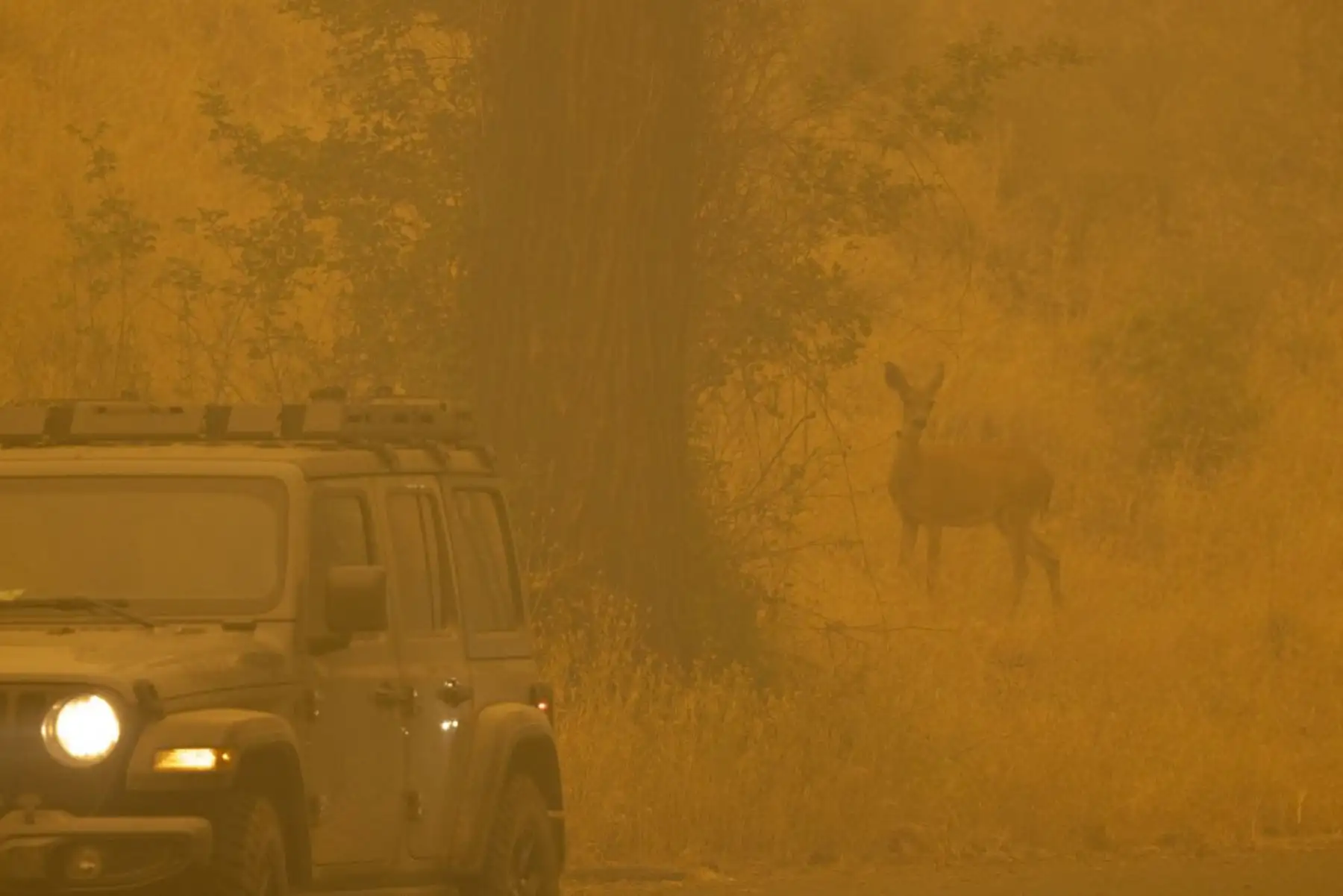 Un ciervo camina a través del humo en la comunidad de Klamath River, que ardió en el McKinney Fire en el Bosque Nacional Klamath, al noroeste de Yreka, California. Foto: AFP