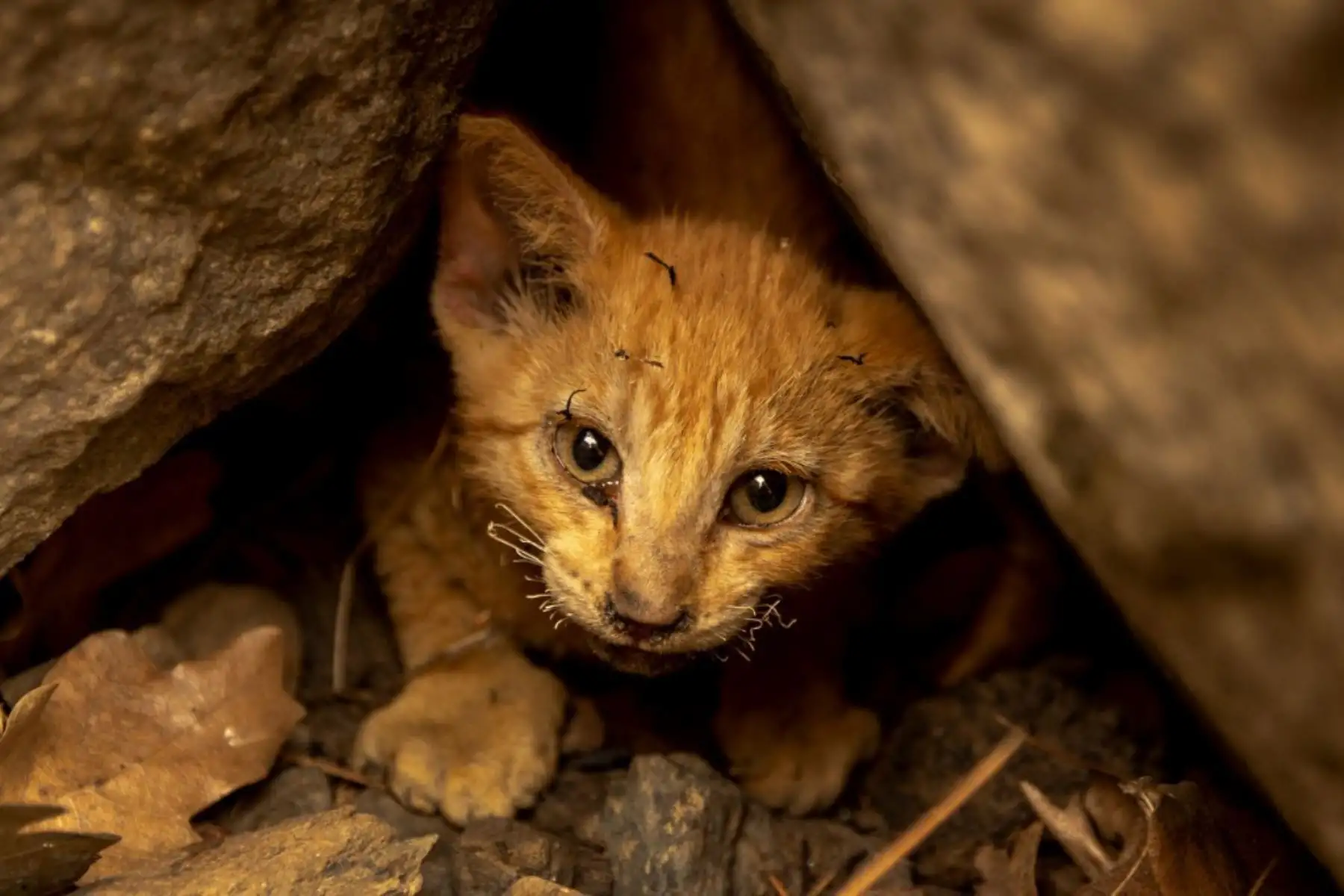 Un gatito con los bigotes chamuscados que sobrevivió al Incendio McKinney se esconde en las rocas del Bosque Nacional Klamath al noroeste de Yreka, California. Foto: AFP