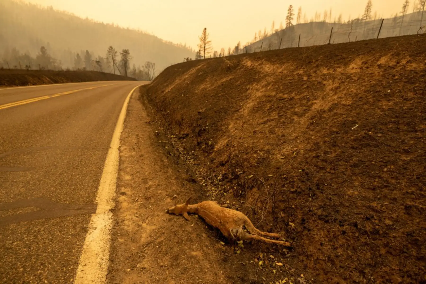 Un cervatillo muerto en el Incendio McKinney en el Bosque Nacional Klamath al noroeste de Yreka, California. Foto: AFP